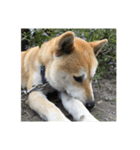 柴犬まろ（個別スタンプ：7）