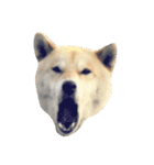 柴犬まろ（個別スタンプ：8）