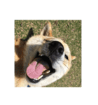 柴犬まろ（個別スタンプ：9）