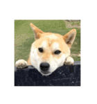 柴犬まろ（個別スタンプ：10）