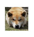 柴犬まろ（個別スタンプ：11）