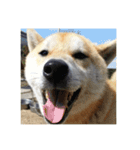 柴犬まろ（個別スタンプ：12）