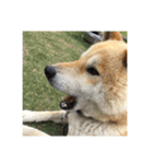 柴犬まろ（個別スタンプ：13）