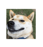 柴犬まろ（個別スタンプ：14）