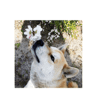 柴犬まろ（個別スタンプ：15）