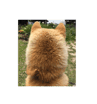 柴犬まろ（個別スタンプ：16）