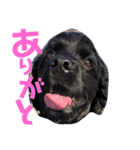 犬のコッカーさん（個別スタンプ：1）