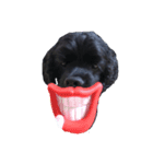 犬のコッカーさん（個別スタンプ：3）
