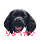 犬のコッカーさん（個別スタンプ：4）