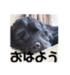 犬のコッカーさん（個別スタンプ：7）