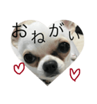 うちのブラン。（個別スタンプ：4）