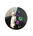 うちのブラン。（個別スタンプ：5）