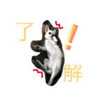 うちのブラン。（個別スタンプ：6）