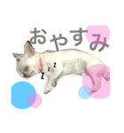 うちのブラン。（個別スタンプ：7）