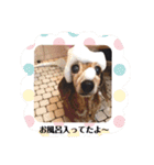 ミニチュアダックスフンドの日常会話（個別スタンプ：10）
