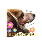 ミニチュアダックスフンドの日常会話（個別スタンプ：23）