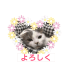 ノルスコテト♡②（個別スタンプ：4）