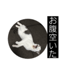 ノルスコテト♡②（個別スタンプ：8）