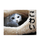 ノルスコテト♡②（個別スタンプ：22）