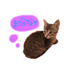 蓮のすたんぷ（個別スタンプ：12）