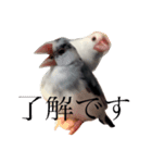 我が家の文鳥（個別スタンプ：1）