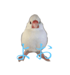 我が家の文鳥（個別スタンプ：2）