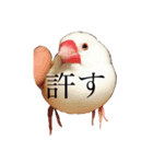 我が家の文鳥（個別スタンプ：3）