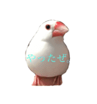 我が家の文鳥（個別スタンプ：5）