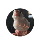 我が家の文鳥（個別スタンプ：6）