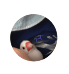 我が家の文鳥（個別スタンプ：7）