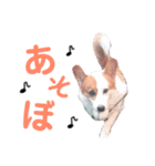 あやとくんと犬達3（個別スタンプ：11）