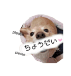 あやとくんと犬達3（個別スタンプ：12）