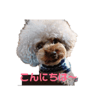 トイプー・マリンちゃんのあいさつスタンプ（個別スタンプ：1）