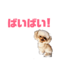 トイプー・マリンちゃんのあいさつスタンプ（個別スタンプ：2）