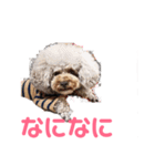 トイプー・マリンちゃんのあいさつスタンプ（個別スタンプ：3）