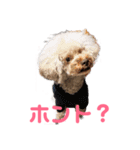 トイプー・マリンちゃんのあいさつスタンプ（個別スタンプ：4）