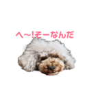 トイプー・マリンちゃんのあいさつスタンプ（個別スタンプ：5）