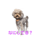 トイプー・マリンちゃんのあいさつスタンプ（個別スタンプ：6）
