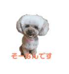 トイプー・マリンちゃんのあいさつスタンプ（個別スタンプ：7）