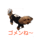 トイプー・マリンちゃんのあいさつスタンプ（個別スタンプ：9）