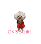 トイプー・マリンちゃんのあいさつスタンプ（個別スタンプ：11）