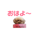 トイプー・マリンちゃんのあいさつスタンプ（個別スタンプ：12）