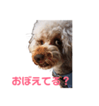トイプー・マリンちゃんのあいさつスタンプ（個別スタンプ：13）