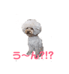 トイプー・マリンちゃんのあいさつスタンプ（個別スタンプ：14）