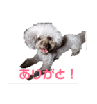 トイプー・マリンちゃんのあいさつスタンプ（個別スタンプ：15）