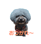 トイプー・マリンちゃんのあいさつスタンプ（個別スタンプ：17）