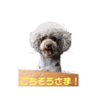トイプー・マリンちゃんのあいさつスタンプ（個別スタンプ：18）
