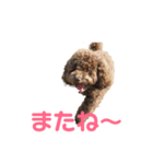 トイプー・マリンちゃんのあいさつスタンプ（個別スタンプ：20）