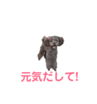 トイプー・マリンちゃんのあいさつスタンプ（個別スタンプ：22）