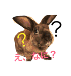 山口家のアニマルズ（個別スタンプ：1）